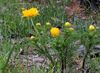 Adonis sibirica.JPG