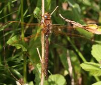 Aeshna grandis Gwas y neidr brown.jpg