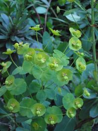 Amandelwolfsmelk Euphorbia amygdaloïdes 'Robbiae' closeup.jpg
