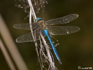 Anax imperator (3363887500)