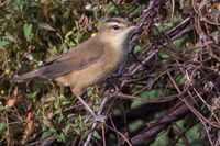 Black-browed Reed Warbler by Jason Thompson (Cropped).jpg