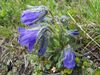 Campanula alpina a1.jpg