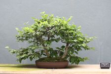 Carpinus japonica bonsai at the BBG, August 2, 2008.jpg