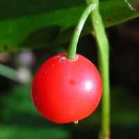 Convallaria majalis20090914 305.jpg