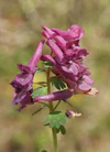 Corydalis solida 240406a.jpg