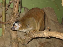 EdmontonZooPrimate.JPG