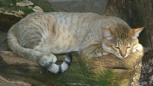 Felis silvestris gordoni.jpg