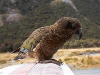 Kea on car.jpg