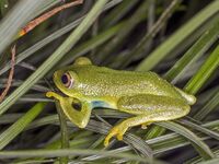 Oceanic tree frog (Hyperolius drewesi).jpg