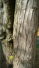 Ostyra carpinifolia BotGardBln1105Bark.jpg