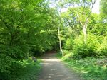 Pathway through Park Wood, Ruislip.JPG