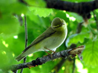 Phylloscopus sibilatrix Barco Reale 2.jpg