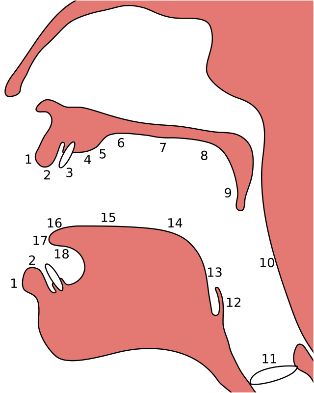 Палатальные согласные — Рувики: Интернет-энциклопедия