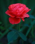 Rosa-'Duftwolke'.jpg