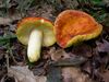 Russula Aurea.JPG