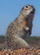 Spermophilus suslicus-small (cropped).JPG