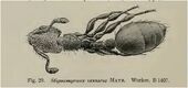 Stigmomyrmex Wheeler 1915.jpg