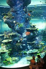 Strait of Malacca and Andaman Sea, S.E.A. Aquarium, Marine Life Park, Resorts World Sentosa, Singapore - 20130105-10.JPG