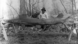 Alligator gar.jpg