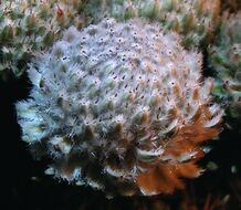 Brunia20090406 15.jpg