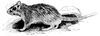 Cambridge Natural History Mammalia Fig 236.jpg