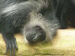 Colobus polykomos.jpg