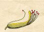 Ehret-Methodus Plantarum Sexualis-R.jpg