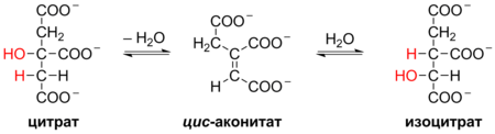 Krebs Cycle Reactions 2+3 ru.png