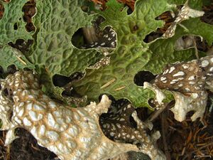 Lobaria pulmonaria (4037903744)
