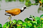Madagascar Jaçana.jpg