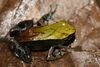 Mantella ebenaui.jpg