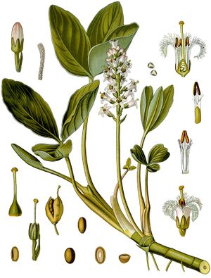 Menyanthes trifoliata - Köhler–s Medizinal-Pflanzen-225.jpg