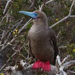 Red-footed Booby.jpg