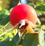 Rosa rugosa Frucht 1.jpg
