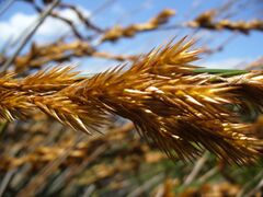 Thamnochortus insignis seedhead.jpg