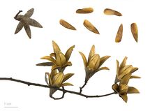 Toona sinensis MHNT.BOT.2010.12.11.jpg