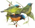 Antillean Euphonia.jpg