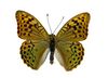 Argynnis pandora.jpg