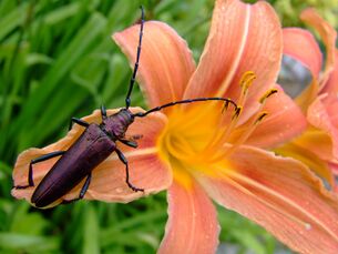 Aromia moschata1.JPG