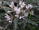 Astragalus testiculatus (in bloom) 3.jpg