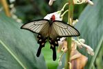 Atrophaneura alcinous at Gunma Insect World.jpg