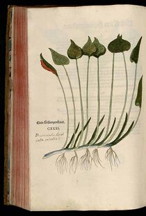 Calla palustris L. Fuchs 1543.jpg