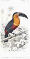 D'Orbigny-Toucan.jpg
