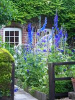 Delphiniums along the path, Bishopstone - geograph.org.uk - 861308.jpg
