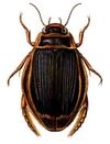 Dytiscus latissimus.jpg