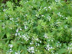 Galium odoratum1.jpg
