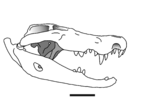 Kinyang mabokoensis.png