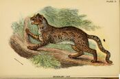 Lydekker - Marbled Cat.JPG