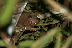 Paradoxurus zeylonensis.jpg