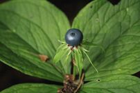 Paris quadrifolia, Bažantnice u Loukova.jpg